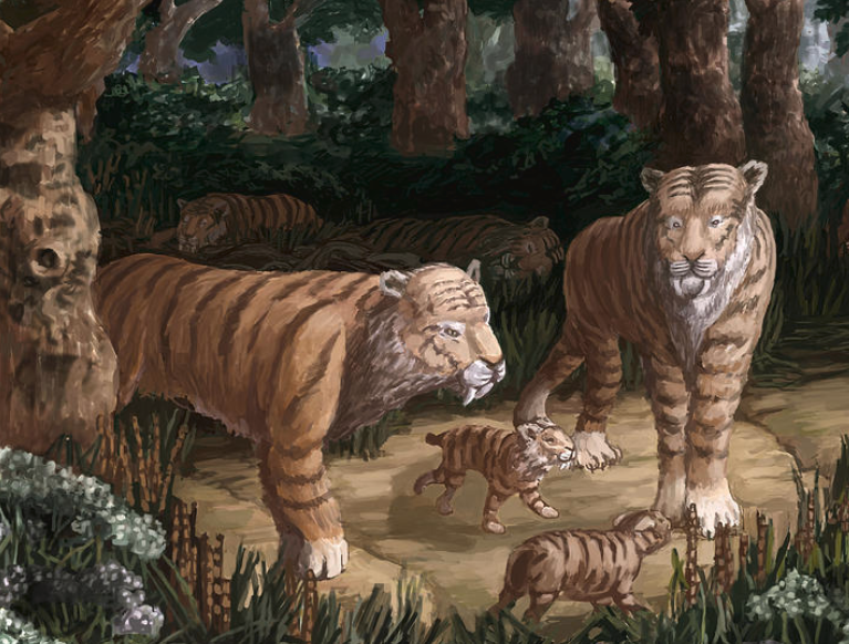 Sabre-Toothed Cat Family
